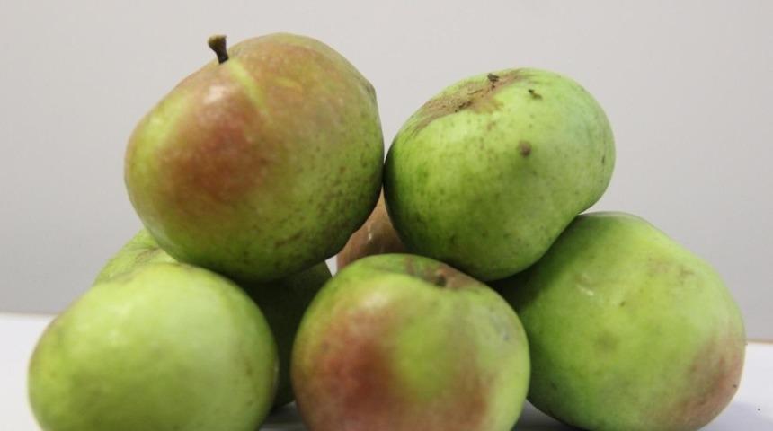 Yomra elması tescillendi