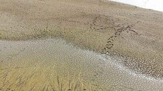 İstanbul için kötü haber! Kritik iki baraj kuruma noktasına geldi