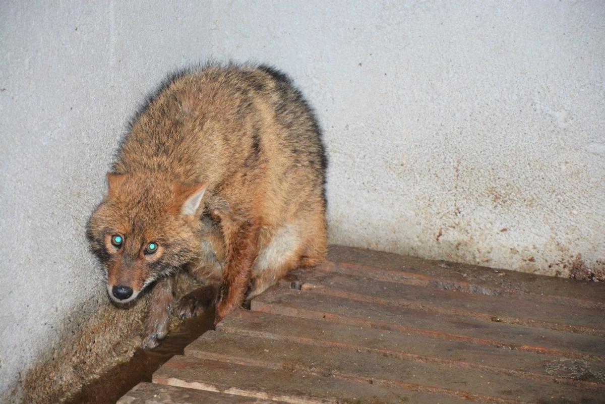 Uşak&rsquo;ta yaralı tilki tedavi edilerek doğaya salındı