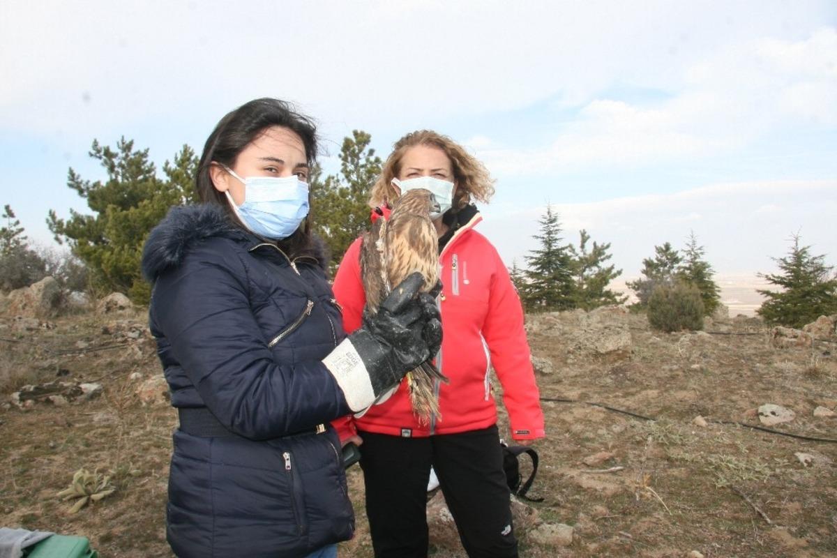 Tedavisi tamamlanan 3 yırtıcı kuş doğaya salındı