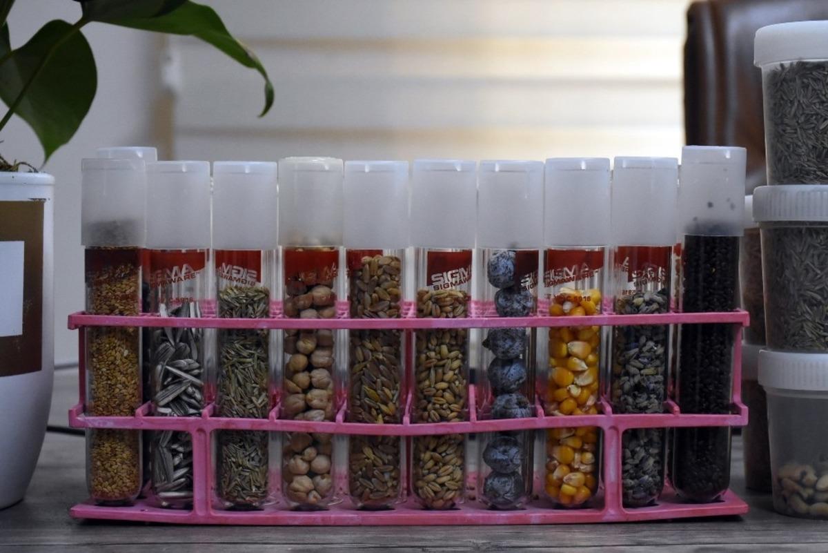 Tarsus&rsquo;tan İstanbul&rsquo;a TUBİTAK projesi i&ccedil;in 1 milyon tohum