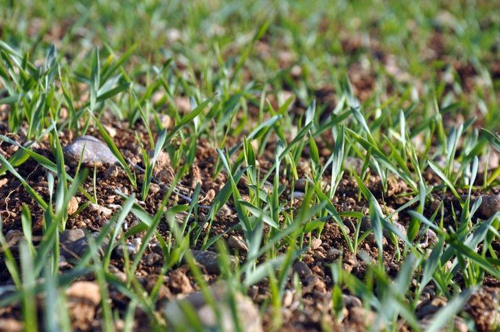 Tarsus’tan İstanbul’a TUBİTAK projesi için 1 milyon tohum G3