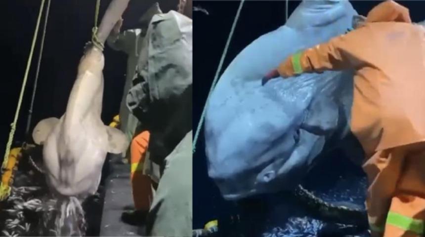 Balıkçıların ağına dev 'ay balığı' takıldı