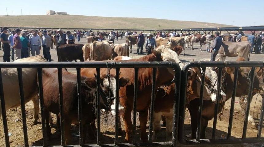 Bayburt&rsquo;ta Covid-19 tedbirleri kapsamında faaliyeti durdurulan hayvan pazarı a&ccedil;ılıyor