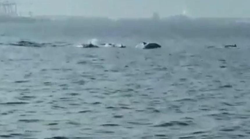 Bursa&rsquo;da yunusların şovu b&uuml;y&uuml;ledi