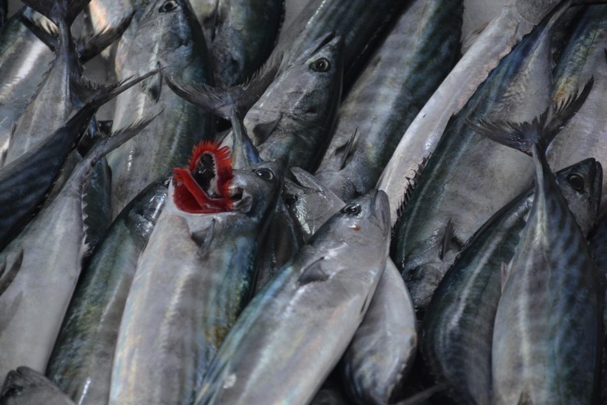 Sinop&rsquo;ta hamsinin yerini mezgit ve palamut aldı
