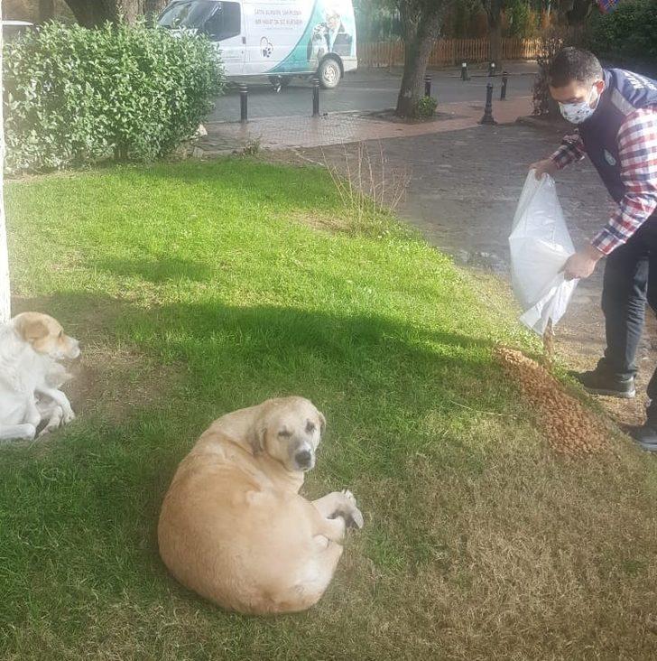 Manisa’da sokak hayvanlarına mama desteği G3