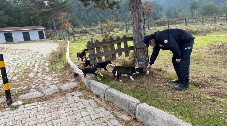 Yenice&rsquo;de Emniyet ekipleri sokak hayvanlarını unutmadı