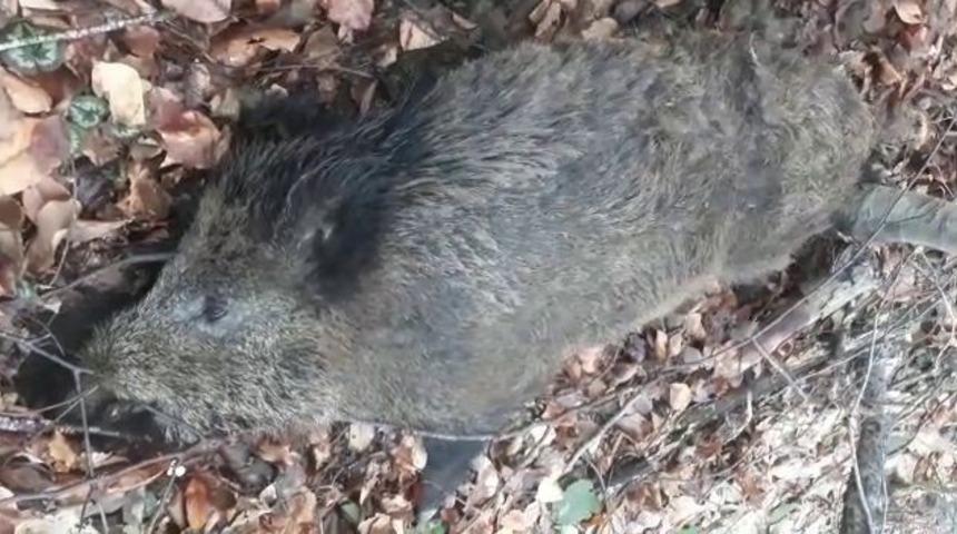 Yaban domuzlarının ölüm vakaları arttı