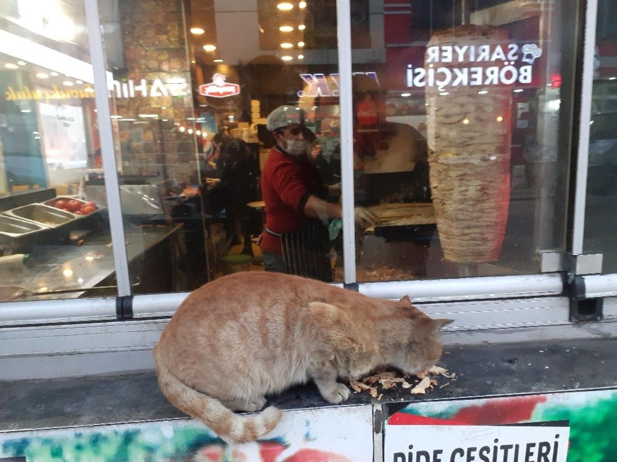 Ağrı&rsquo;da karnı acıkan kedinin karnını d&ouml;ner ustası doyurdu