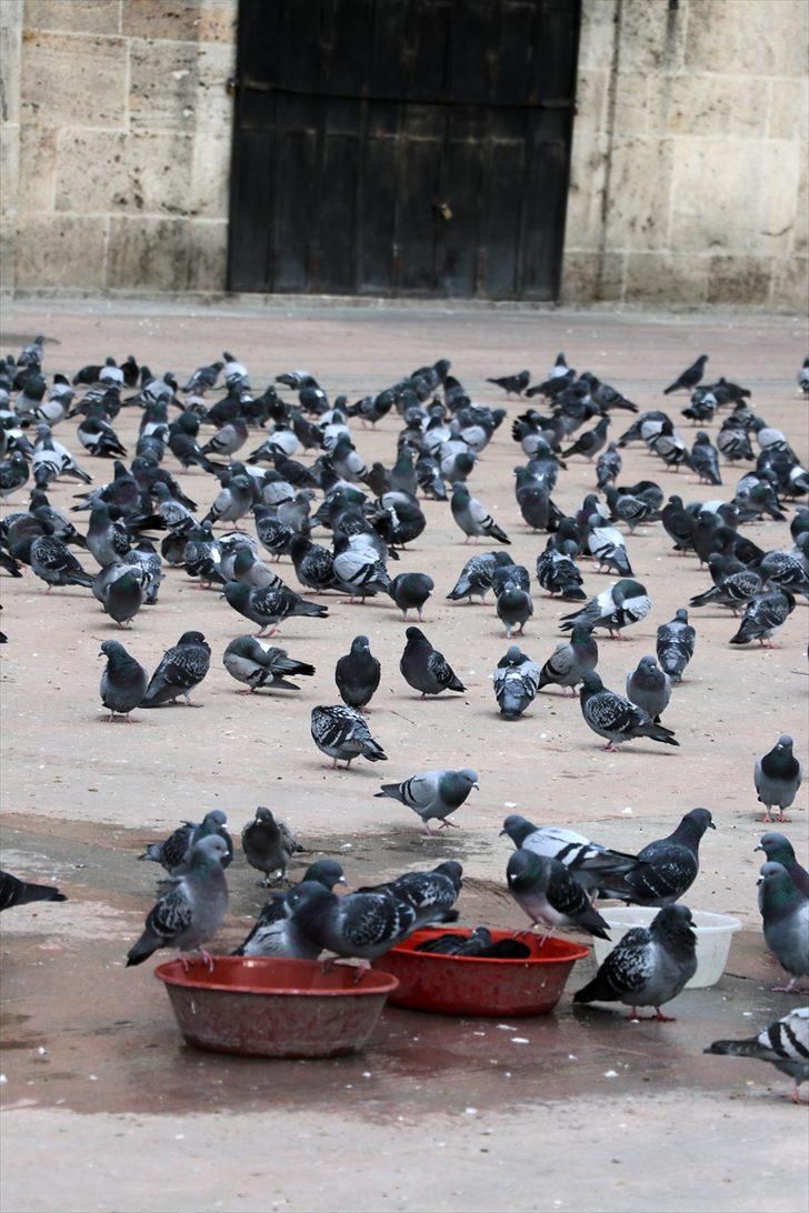 Kısıtlamada Bolu'daki sokak hayvanları unutulmadı G2