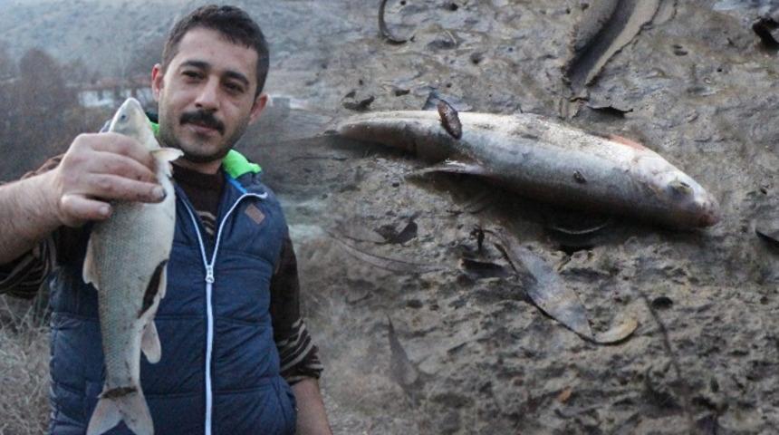 Yeşilırmak&rsquo;ta &ccedil;ok sayıda &ouml;l&uuml; balık kıyıya vurdu! Avlanan vatandaştan pes dedirten s&ouml;zler