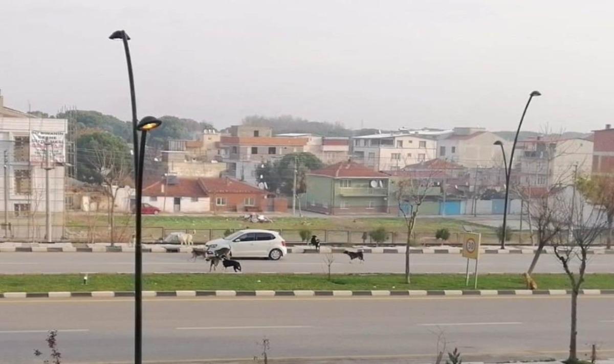 S&uuml;r&uuml;c&uuml;lerin sokak k&ouml;pekleriyle imtihanı