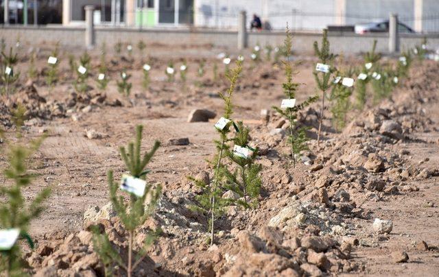 Karatay Belediyesi basın mensupları adına fidan dikti