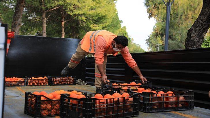 Turunçlar reçel olup sofralara gelecek G2