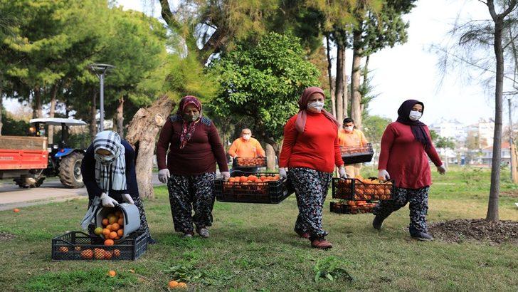 Turunçlar reçel olup sofralara gelecek G3