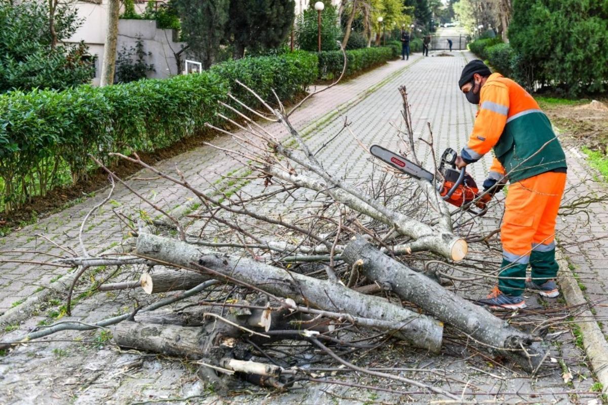 Esenyurt&rsquo;ta teke b&ouml;ceğiyle m&uuml;cadele s&uuml;r&uuml;yor