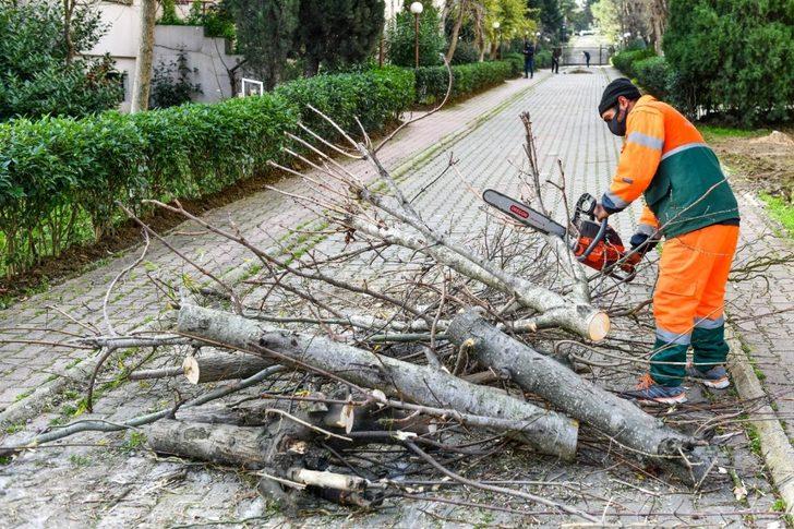 Esenyurt’ta teke böceğiyle mücadele sürüyor G1