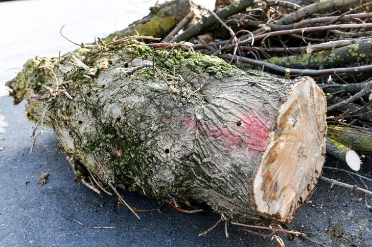 Esenyurt’ta teke böceğiyle mücadele sürüyor G2