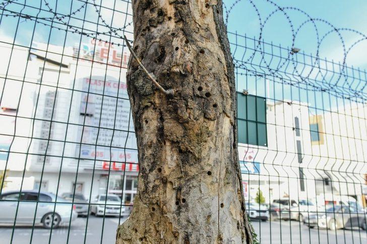 Esenyurt’ta teke böceğiyle mücadele sürüyor G4