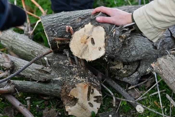 Esenyurt’ta teke böceğiyle mücadele sürüyor G5