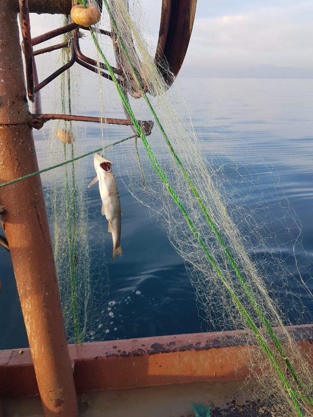 Van Gölü’nde av sezonu devam ediyor