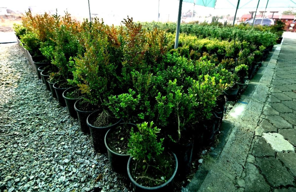 Altıeyl&uuml;l kendi bitkilerini yetiştiriyor