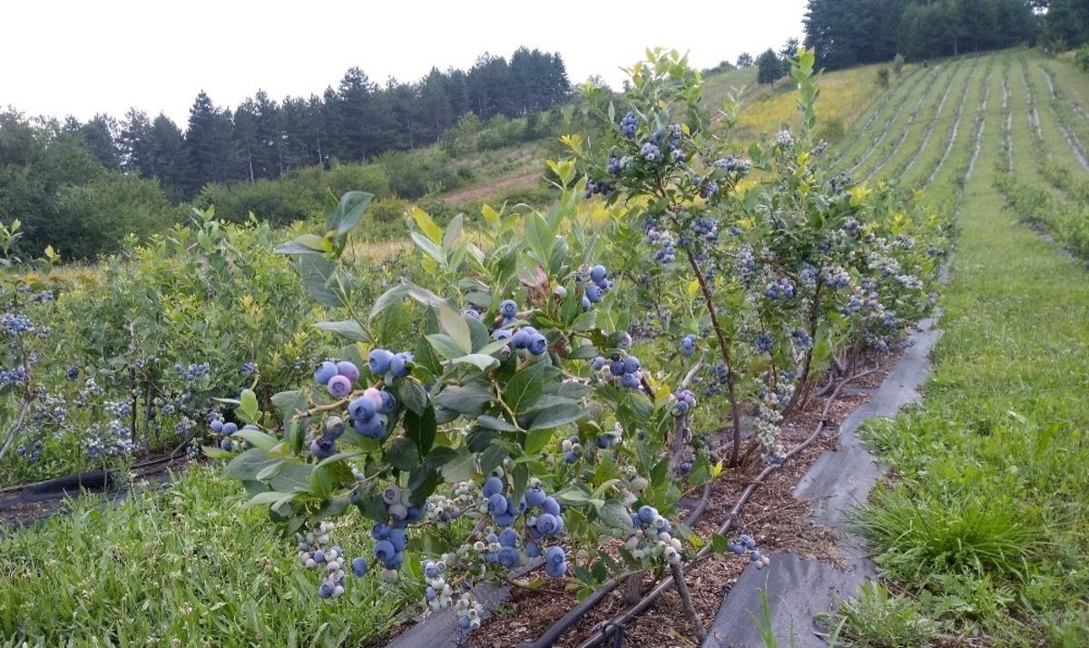 Bursa B&uuml;y&uuml;kşehir&rsquo;in ihracat hedefi 1 milyon dolar