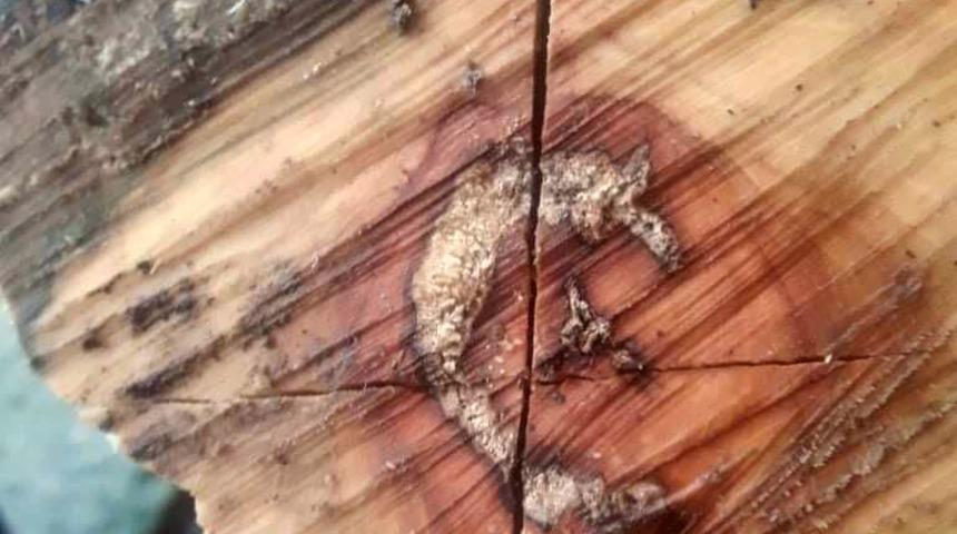 Kestiği odunun içinden ay yıldız fig&uuml;r&uuml; &ccedil;ıktı