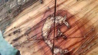 Kestiği odunun içinden ay yıldız figürü çıktı