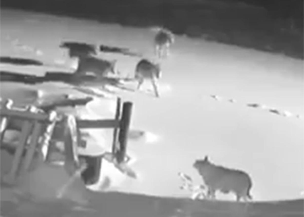 K&ouml;ye inen kurt s&uuml;r&uuml;s&uuml;, 2 k&ouml;peği telef etti