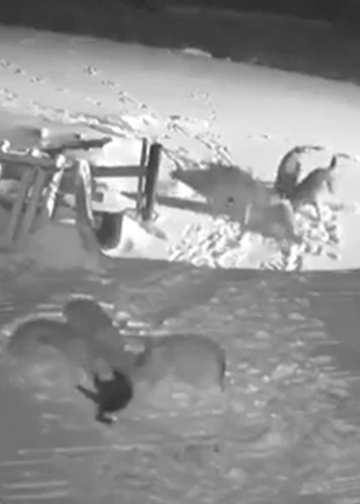 Köye inen kurt sürüsü, 2 köpeği telef etti G2