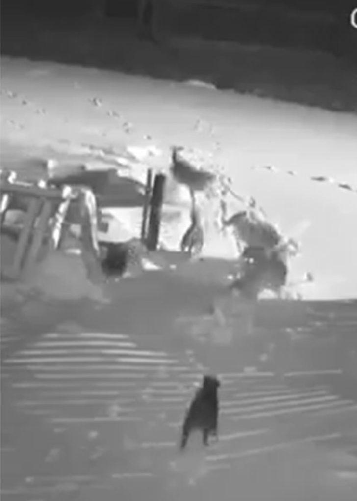 Köye inen kurt sürüsü, 2 köpeği telef etti G3