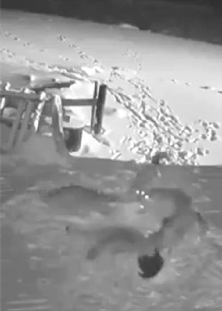 Köye inen kurt sürüsü, 2 köpeği telef etti G4