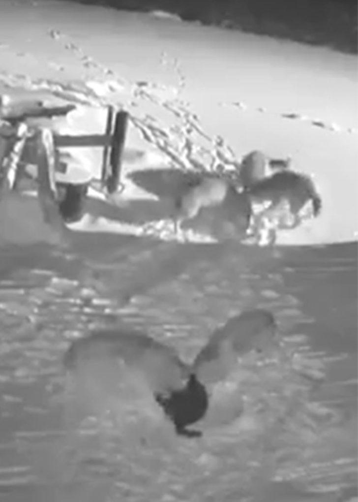 Köye inen kurt sürüsü, 2 köpeği telef etti G5