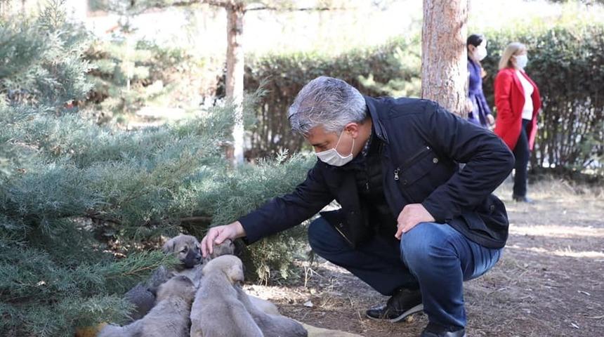 Sokak hayvanları i&ccedil;in yem ve mama bırakıldı
