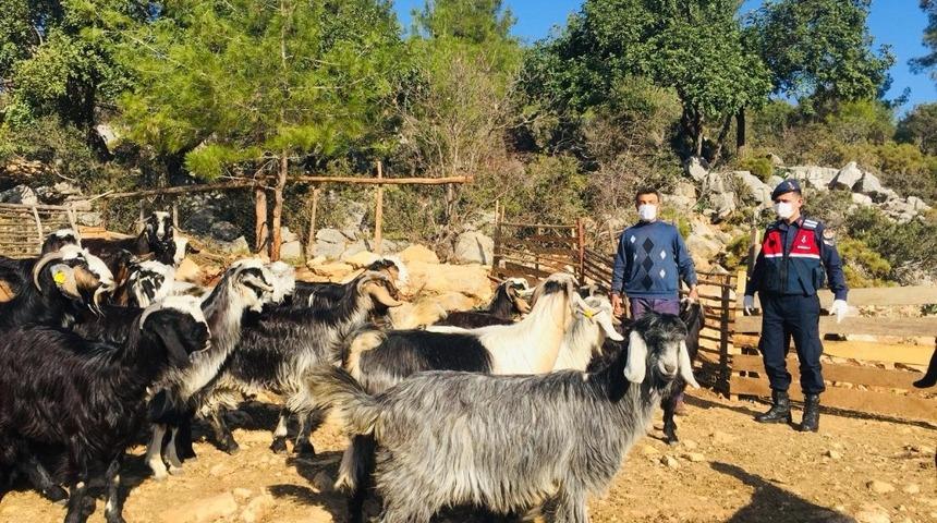 Kayıp 20 ke&ccedil;i ormanda bulundu