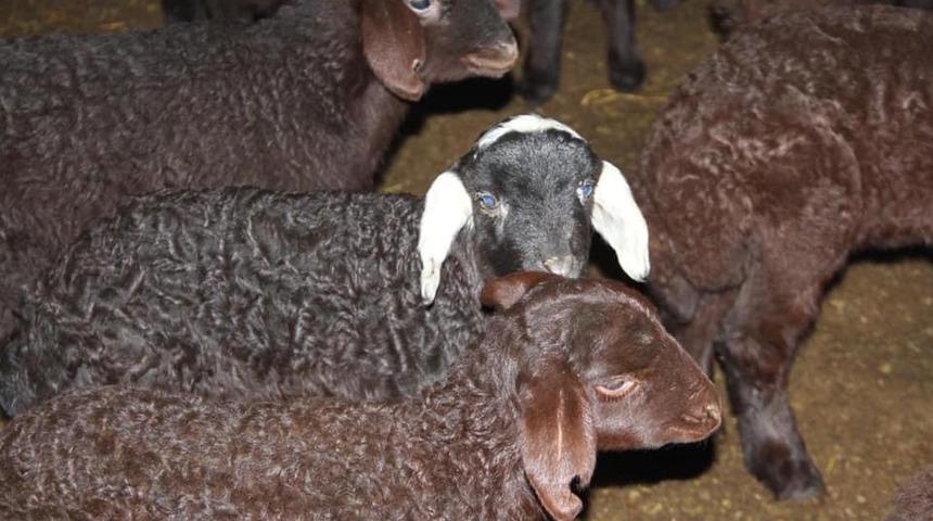 Hayvan tespit çalışmaları devam ediyor