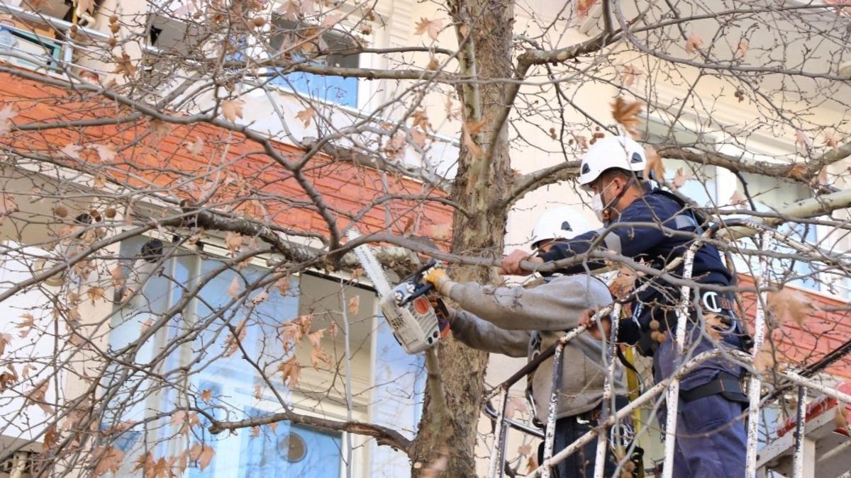 Ağa&ccedil;lara budama ve bakım yapıldı