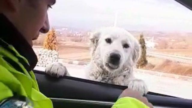Samsun'da trafik polisinin köpeğe sorduğu soru güldürdü