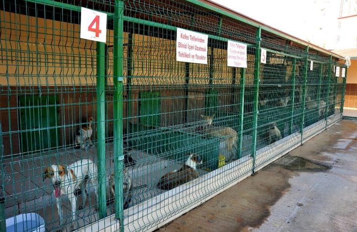 Kepez’de hayvan hastanesi açılacak G2