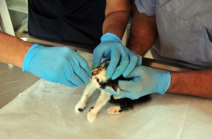 Kepez’de hayvan hastanesi açılacak G3