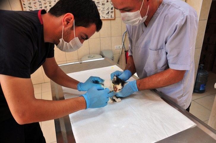 Kepez’de hayvan hastanesi açılacak G4