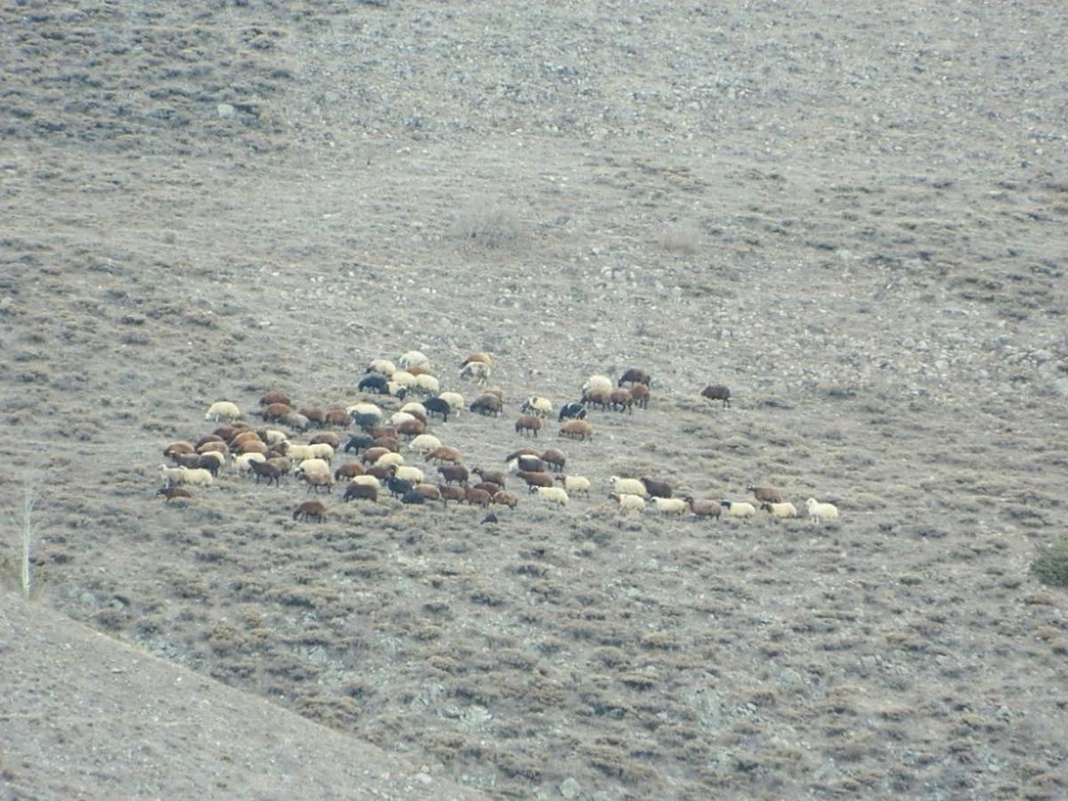 Posoflular kar beklerken yağmur yağdı