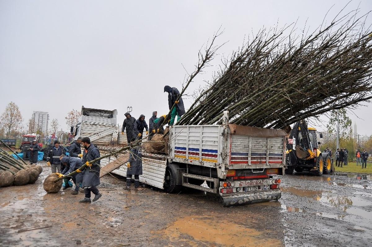 Diyarbakır B&uuml;y&uuml;kşehir Belediyesi 220 g&uuml;nde 5 bin ağa&ccedil; dikti