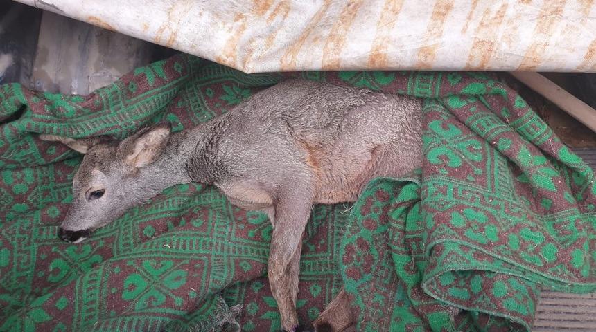 Yaralı yavru karaca tedavi altına alındı