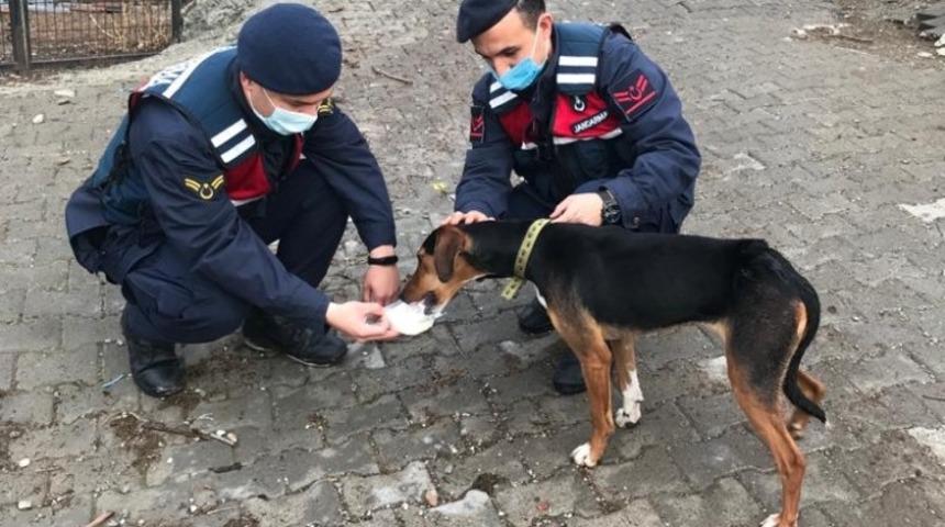 Bursa&rsquo;da k&ouml;pek t&uuml;fekle vuruldu