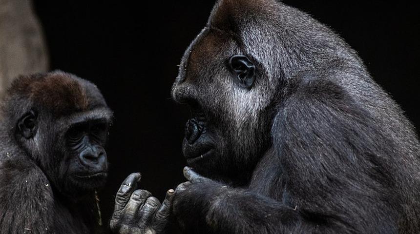 Koronavir&uuml;s ilk kez gorillerde de tespit edildi