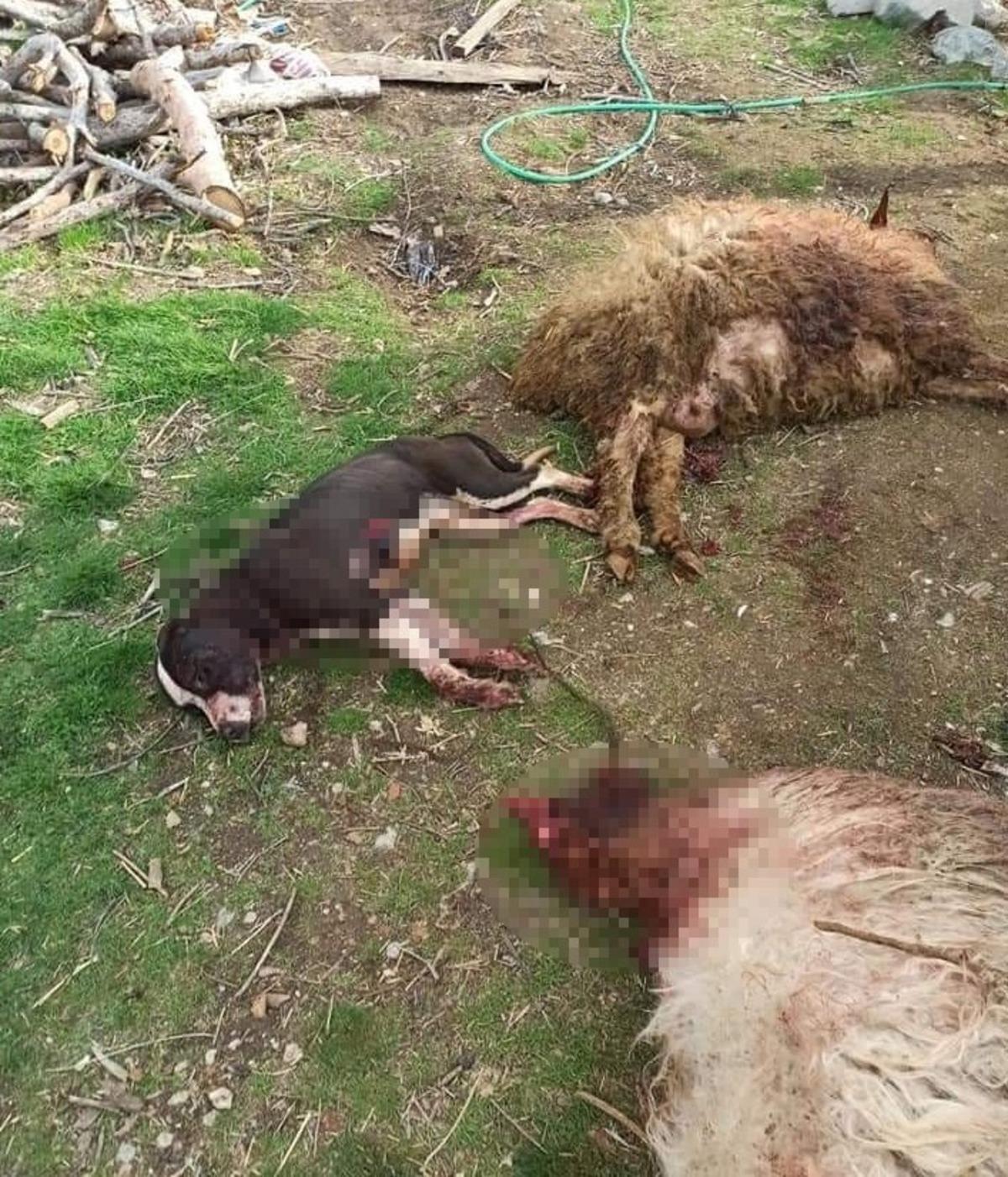 Pitbull 3 koyunu telef etti, 12&rsquo;sini yaraladı