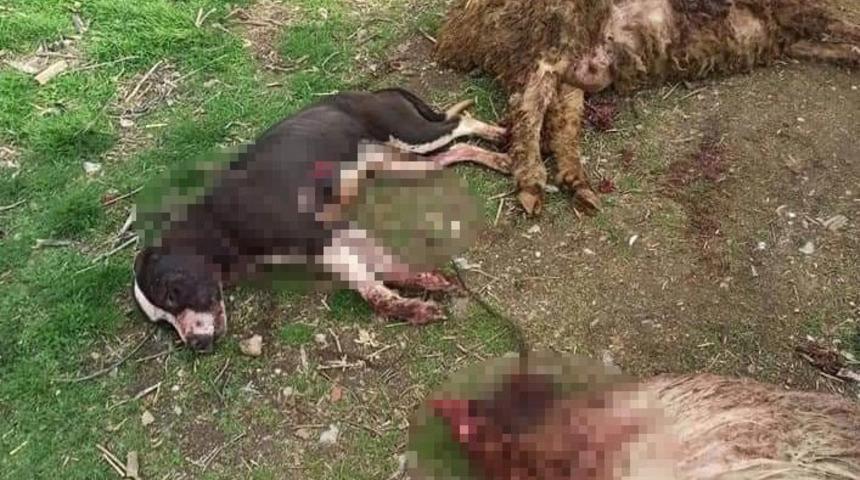 Denizli'de pitbull dehşeti! 3 koyunu telef etti, 12&rsquo;sini yaraladı